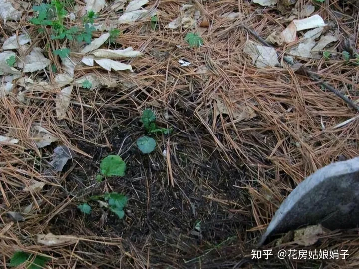 松果是什么树长出来的,路边捡到的松果、树皮等,是绝佳的“养花宝贝”,用对方法是关键