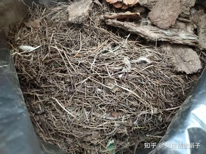 松果是什么树长出来的,路边捡到的松果、树皮等,是绝佳的“养花宝贝”,用对方法是关键