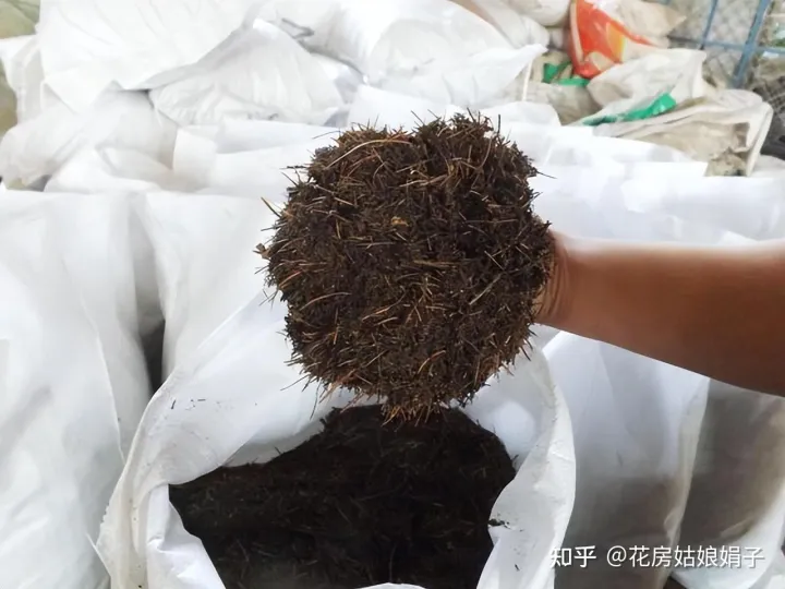 松果是什么树长出来的,路边捡到的松果、树皮等,是绝佳的“养花宝贝”,用对方法是关键