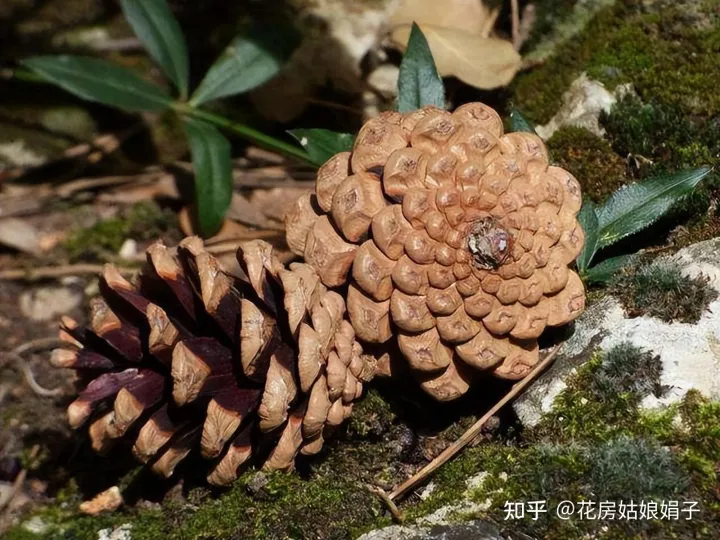 松果是什么树长出来的,路边捡到的松果、树皮等,是绝佳的“养花宝贝”,用对方法是关键