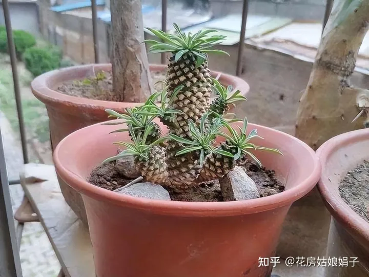 松果是什么树长出来的,路边捡到的松果、树皮等,是绝佳的“养花宝贝”,用对方法是关键