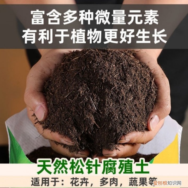 松果是什么树长出来的,路边捡到的松果、树皮等,是绝佳的“养花宝贝”,用对方法是关键