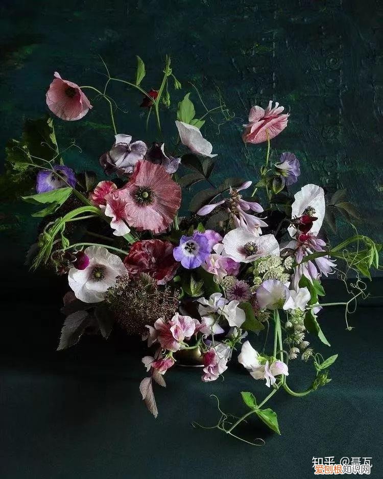 小白买花实操指南 白菜花是蔬菜吗，像买白菜一样买花，像养猪一样养花