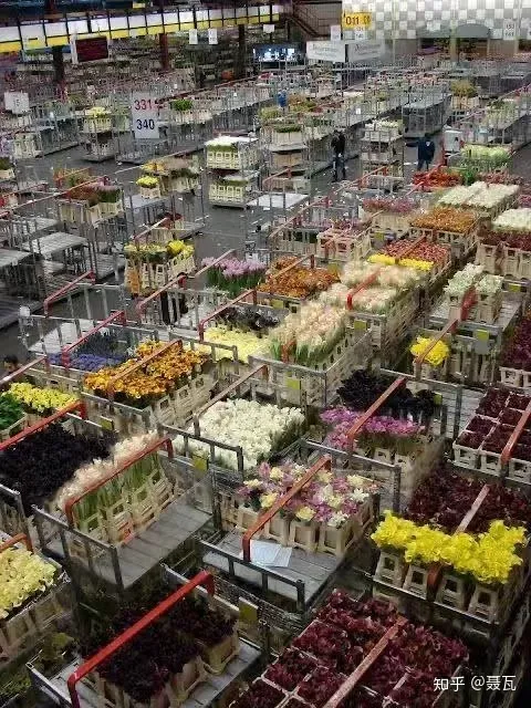 小白买花实操指南 白菜花是蔬菜吗，像买白菜一样买花，像养猪一样养花