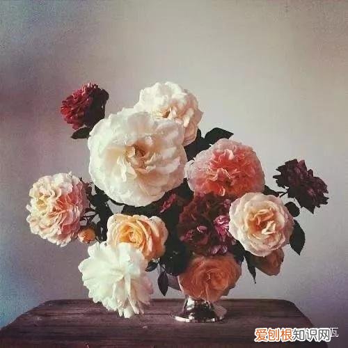 小白买花实操指南 白菜花是蔬菜吗，像买白菜一样买花，像养猪一样养花