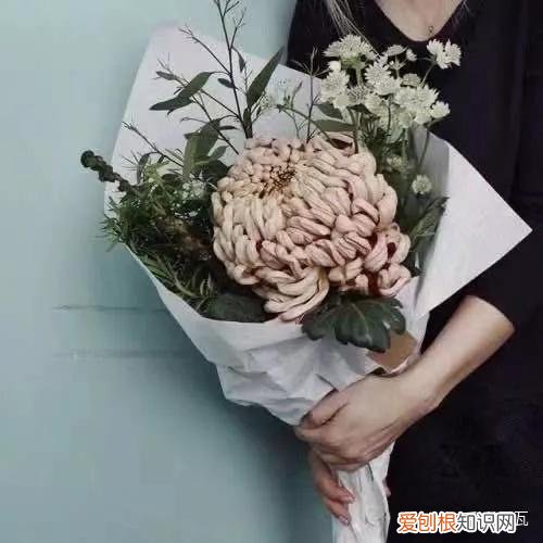 小白买花实操指南 白菜花是蔬菜吗，像买白菜一样买花，像养猪一样养花