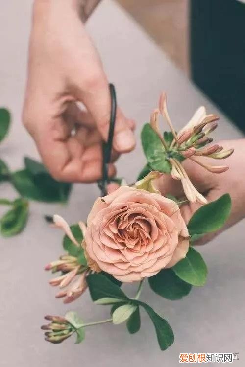 小白买花实操指南 白菜花是蔬菜吗，像买白菜一样买花，像养猪一样养花