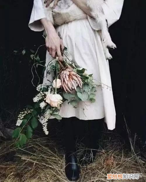 小白买花实操指南 白菜花是蔬菜吗，像买白菜一样买花，像养猪一样养花