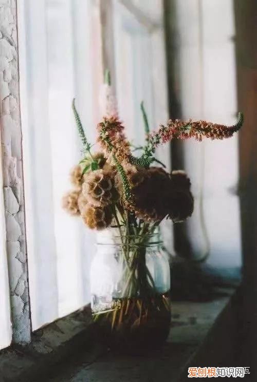 小白买花实操指南 白菜花是蔬菜吗，像买白菜一样买花，像养猪一样养花