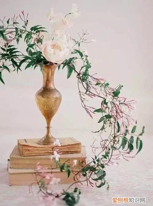 小白买花实操指南 白菜花是蔬菜吗，像买白菜一样买花，像养猪一样养花