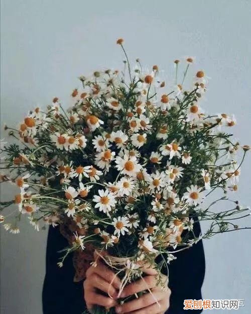 小白买花实操指南 白菜花是蔬菜吗，像买白菜一样买花，像养猪一样养花