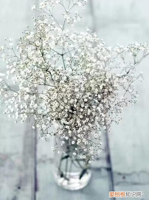 小白买花实操指南 白菜花是蔬菜吗，像买白菜一样买花，像养猪一样养花