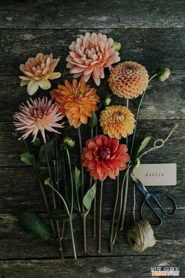 小白买花实操指南 白菜花是蔬菜吗，像买白菜一样买花，像养猪一样养花