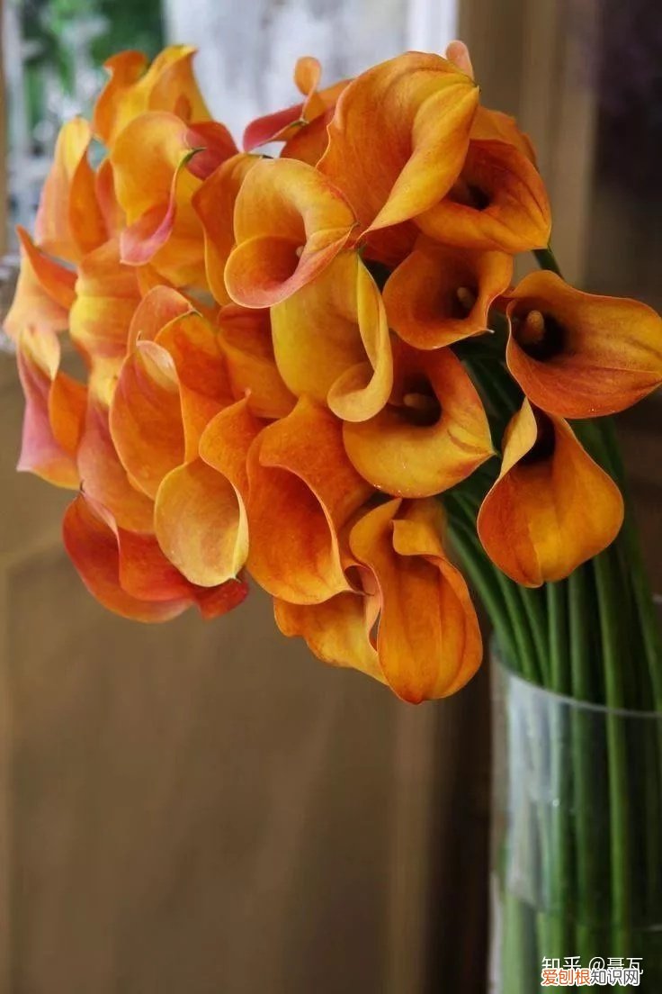 小白买花实操指南 白菜花是蔬菜吗，像买白菜一样买花，像养猪一样养花