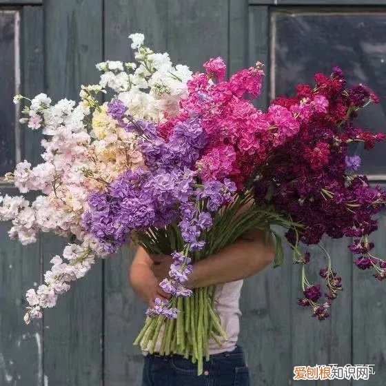 小白买花实操指南 白菜花是蔬菜吗，像买白菜一样买花，像养猪一样养花