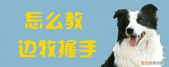 怎么教边牧握手，边牧多久学会握手