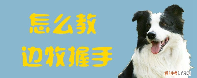 怎么教边牧握手，边牧多久学会握手