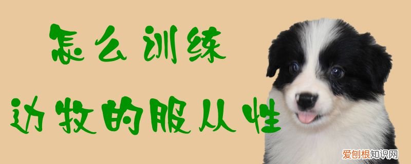 怎么训练边牧的服从性，如果训练边牧