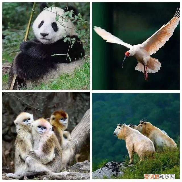 保护野生动物,珍爱野生动物的倡议书300,敬畏自然 珍爱生命——延安保小红军小学保护野生动物倡议书