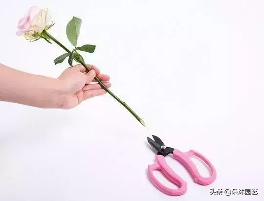 各种花瓶插花技巧,鲜花瓶插花的养护方法之高手篇!