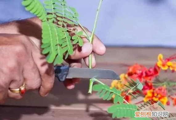传统插花的六大容器，插花：不会挑合适的容器？按照这些要求选花瓶，养花方便又美观