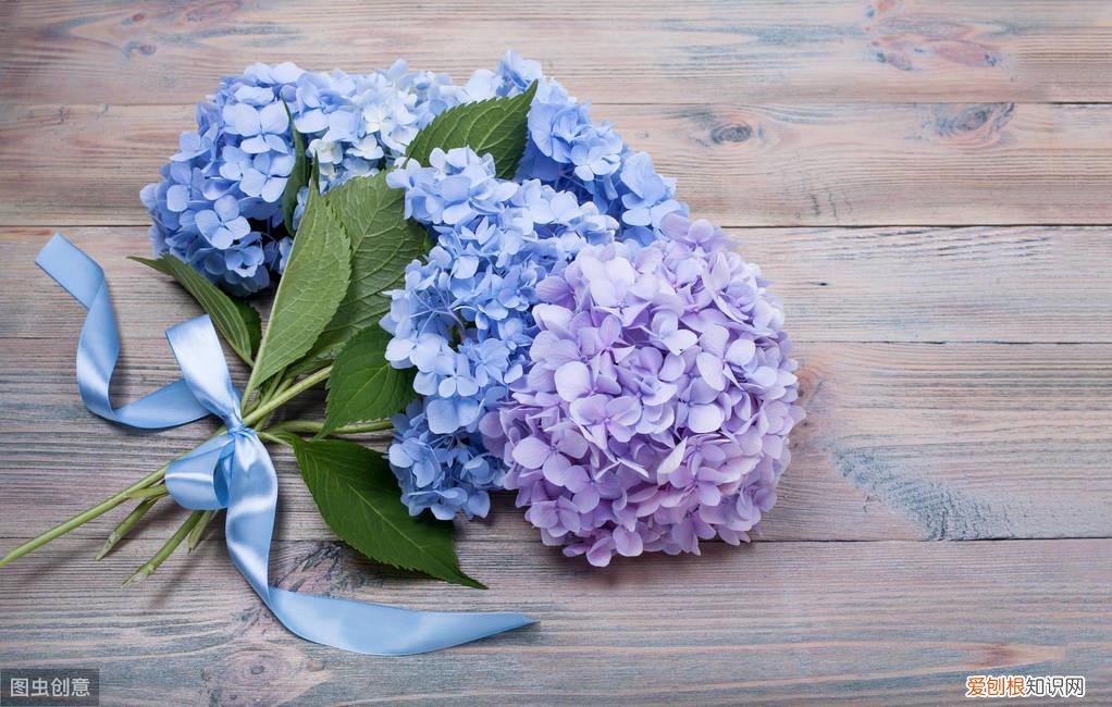 养花技巧:绣球花怎么在花瓶里养活，养花技巧：绣球花怎么在花瓶里养？