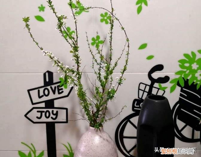 花瓶插花用什么水，最百搭的“鲜花”，用个花瓶装点水，插水即“开花”，漂亮又好养