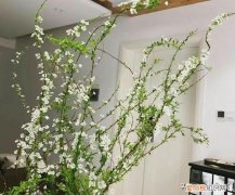 花瓶插花用什么水，最百搭的“鲜花”，用个花瓶装点水，插水即“开花”，漂亮又好养