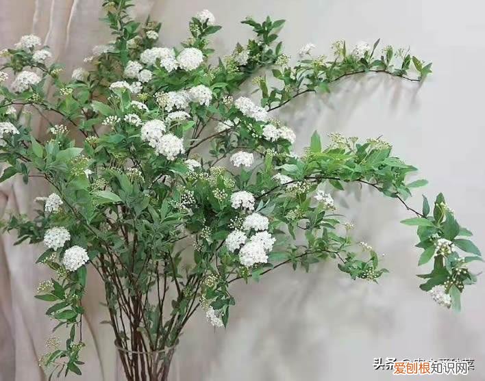 花瓶插花用什么水，最百搭的“鲜花”，用个花瓶装点水，插水即“开花”，漂亮又好养