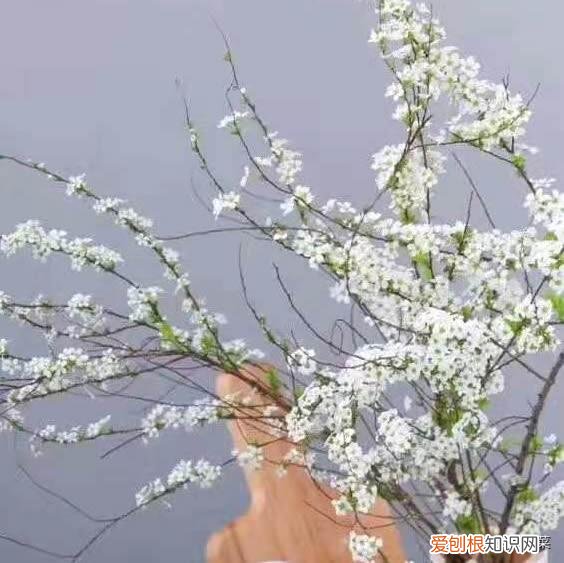 花瓶插花用什么水，最百搭的“鲜花”，用个花瓶装点水，插水即“开花”，漂亮又好养
