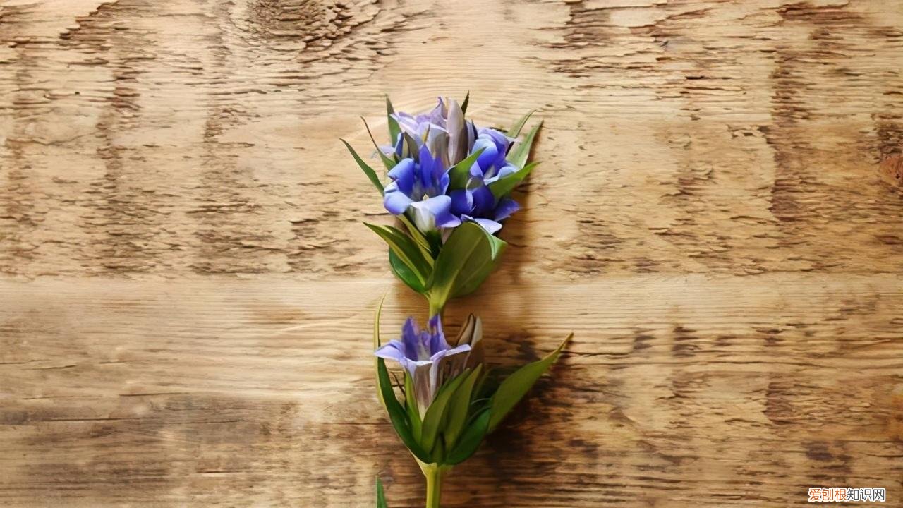 使鲜花在花瓶中保持更长时间，采摘的花插进花瓶，6个方法延长凋谢时间，还能保持鲜艳的花色
