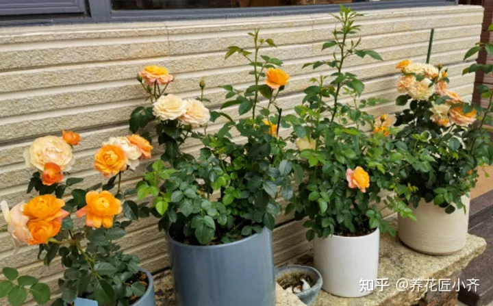 矿泉水瓶子养花图片欣赏,矿泉水喝完别扔,养花“瓶子”有5个妙用,看看你“发掘”了几个