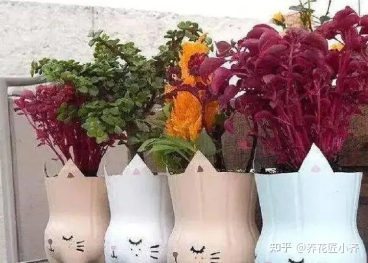 矿泉水瓶子养花图片欣赏,矿泉水喝完别扔,养花“瓶子”有5个妙用,看看你“发掘”了几个