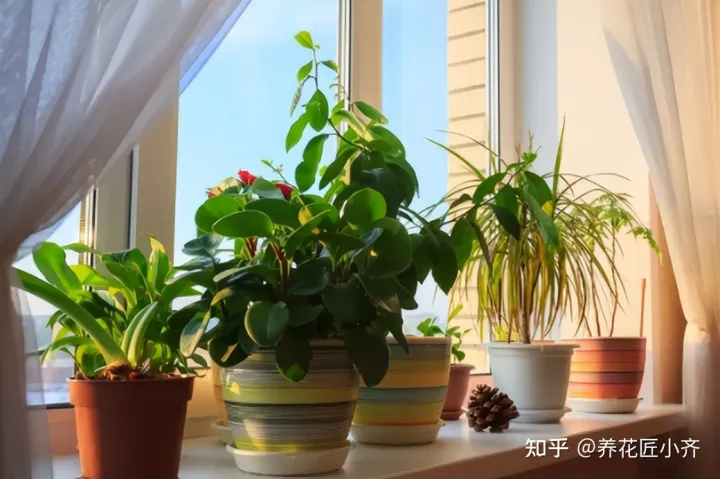 矿泉水瓶子养花图片欣赏,矿泉水喝完别扔,养花“瓶子”有5个妙用,看看你“发掘”了几个