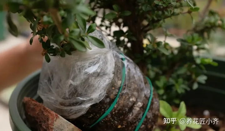 矿泉水瓶子养花图片欣赏,矿泉水喝完别扔,养花“瓶子”有5个妙用,看看你“发掘”了几个