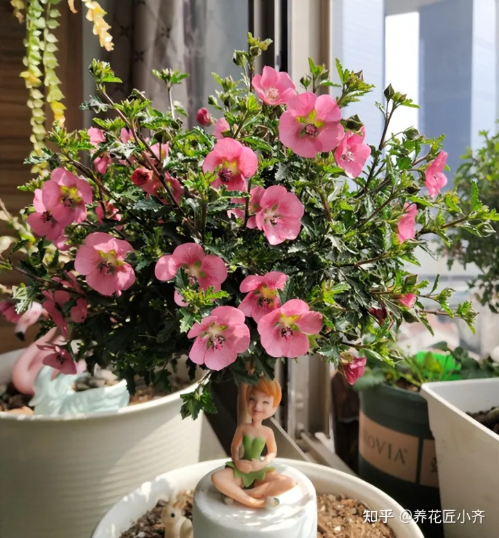矿泉水瓶子养花图片欣赏,矿泉水喝完别扔,养花“瓶子”有5个妙用,看看你“发掘”了几个