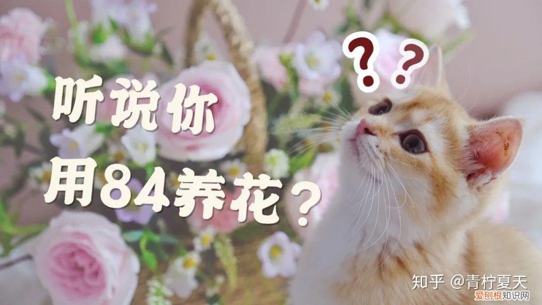 室内花瓶插花,【花艺实验室 Vol.2】花瓶插花小技巧 — 1~2种花材也能插的很好看