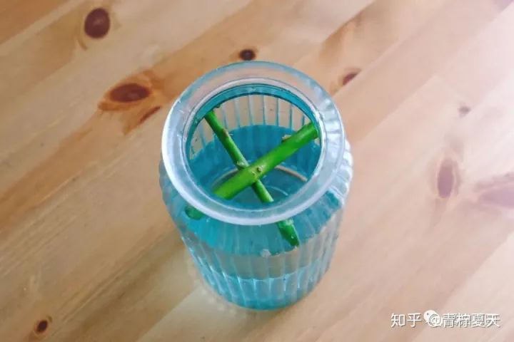 室内花瓶插花,【花艺实验室 Vol.2】花瓶插花小技巧 — 1~2种花材也能插的很好看