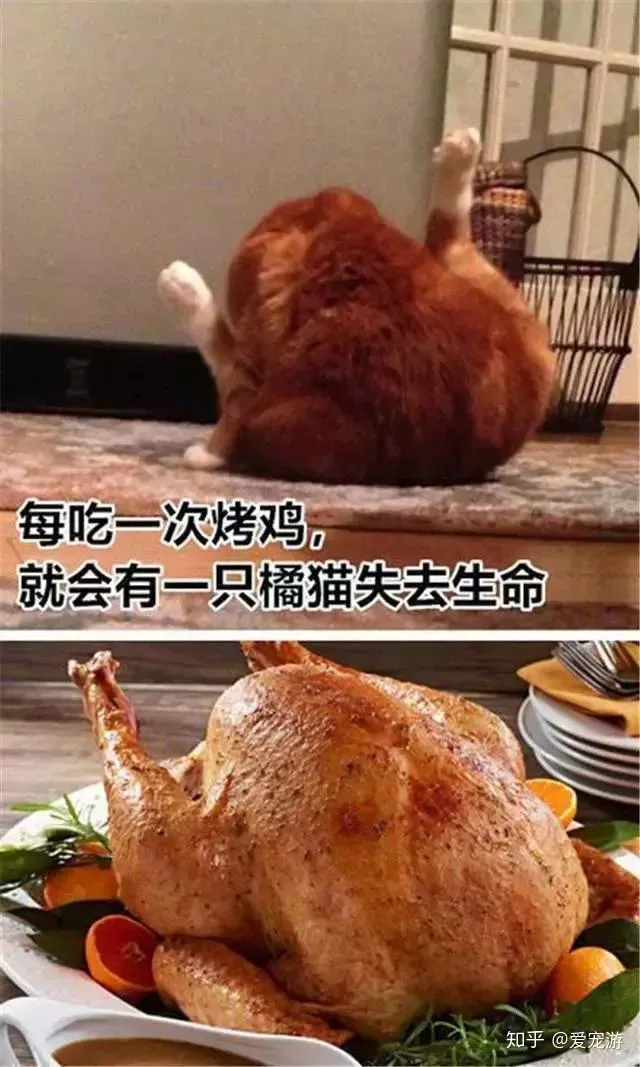 没有买卖就没有伤害的动物，没有买卖就没有伤害！保护小动物，从你我做起~