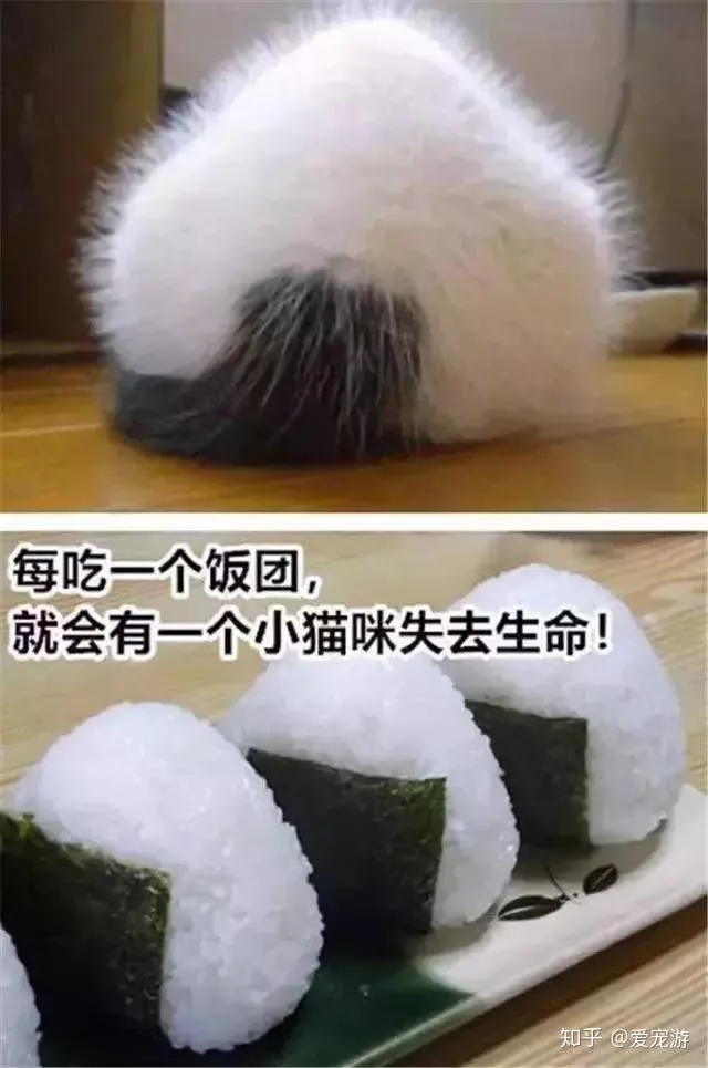 没有买卖就没有伤害的动物，没有买卖就没有伤害！保护小动物，从你我做起~