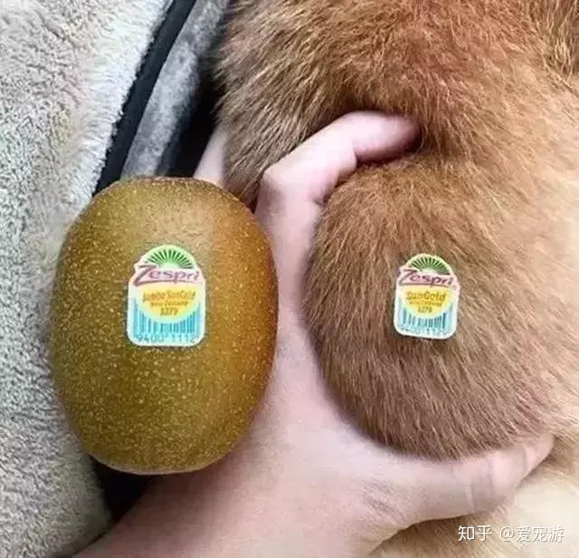 没有买卖就没有伤害的动物，没有买卖就没有伤害！保护小动物，从你我做起~
