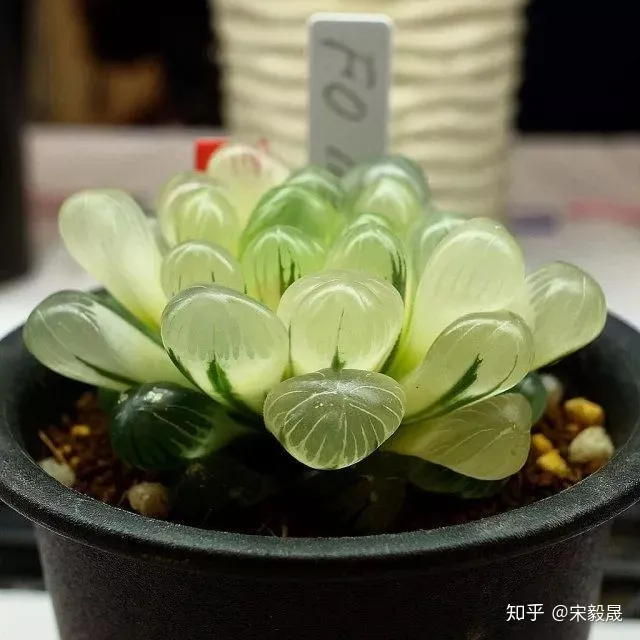 养花水里面放什么能让花保持时间长，有没有喜欢养花的朋友，分享一下成功的养花经验？