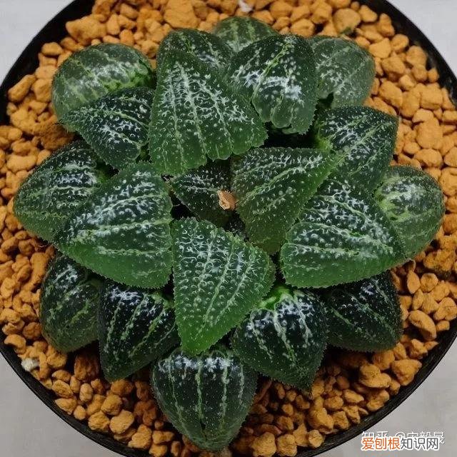 养花水里面放什么能让花保持时间长，有没有喜欢养花的朋友，分享一下成功的养花经验？