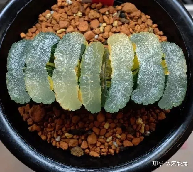 养花水里面放什么能让花保持时间长，有没有喜欢养花的朋友，分享一下成功的养花经验？