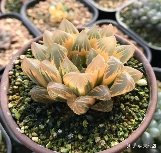 养花水里面放什么能让花保持时间长，有没有喜欢养花的朋友，分享一下成功的养花经验？