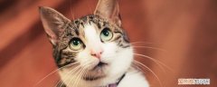 猫艾滋会传染给人吗,猫艾滋病会传染给人吗,猫艾滋会不会传染人，人的艾滋病会不会传染给猫