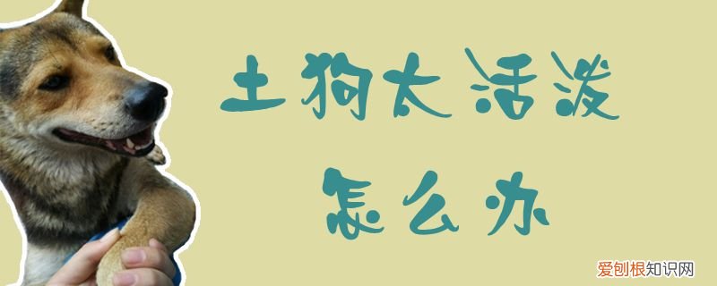 土狗太活泼怎么办,土狗脾气大怎么办
