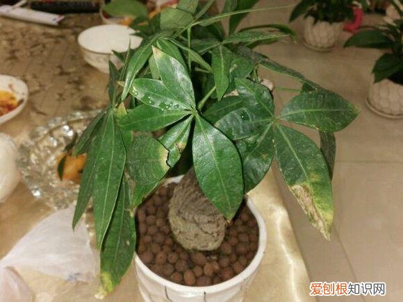 养花的诀窍，15种常见花卉的养护小窍门，学会它们你就是养花大神！