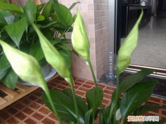 养花的诀窍，15种常见花卉的养护小窍门，学会它们你就是养花大神！