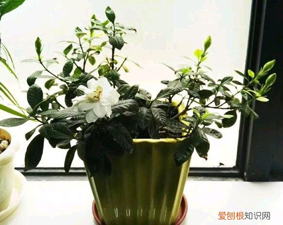 养花的诀窍，15种常见花卉的养护小窍门，学会它们你就是养花大神！